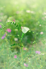 Motyl Latolistek cytrynek (Gonepteryx rhamni) na zielonej łące, tapeta z motylem na tle przyrody © anettastar