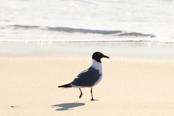 This little seagull is standing on the beach here. Waves up the ocean lapping up on the sand. The shorebird has a black head with a grey and white body. This avian is looking for food.