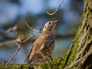 Mistle thrush sitting on a tree branch