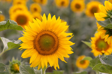 Yellow sunflowers with green leaves in the field