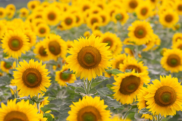Obraz premium Yellow sunflowers with green leaves in the field
