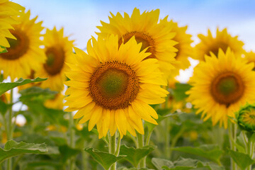 Yellow sunflowers with green leaves in the field