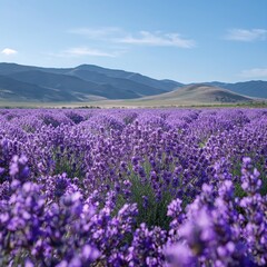 Naklejka premium Expansive Lavender Field with Hills