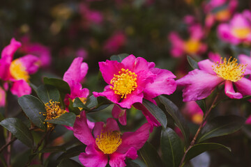 Tea tree or evergreen shrub Camellia sasanqua with bright pink buds, pistils and stamens close-up. Blooming flower bud macro shoot. Floral wallpaper.