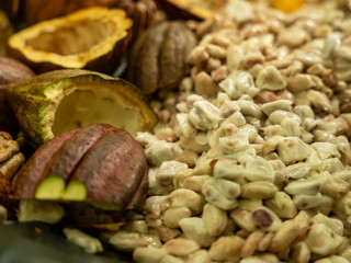 cocoa cacao