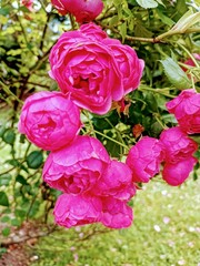 Pink Roses close-up in garden on the bush