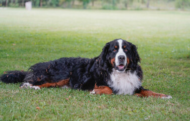 Bernese Mountain Dog lying on the green grass, covered with grass bits 