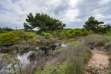 Untamed Beauty: Wilderness at the Dunes of Mont Saint Frieux