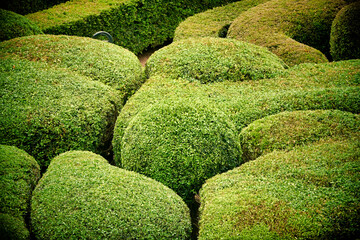 Topiary garden at Les Jardins de Marqueyssac in the Dordogne, France

