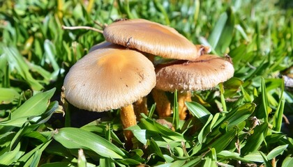 Magic psychoactive hallucinogenic mushrooms panaeolus cyanescens Jamaica