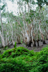 Green Sword Fern (Fishbone Fern) on the fertile ground in front of paper bark grey trees in swamp forest wetlands, Rayong Province Botanic Garden ,famous attractions landmark in Thailand.Vertical.