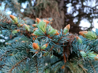 branches of a pine
