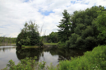 Summer landscape with lake and trees