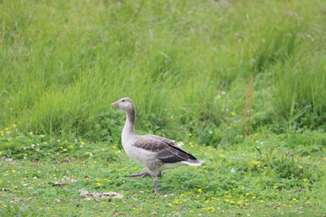 Sweden. The greylag goose or graylag goose (Anser anser) is a species of large goose in the waterfowl family Anatidae and the type species of the genus Anser.
