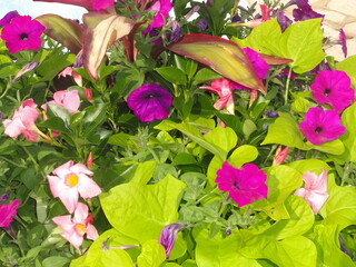 Magenta, Purple, Pink Petunia Flower