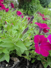 Petunia Buds and Sprouts