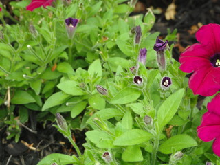 Petunia Buds and Sprouts