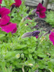 Petunia Buds and Sprouts