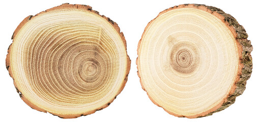 Round pieces of wood in cross section with wood texture pattern isolated on a white background.