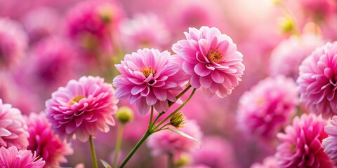 Obraz premium Pink Dahlia Blooms in Soft Focus, Close Up, Flower, Nature, Garden, Beauty