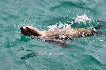 Obraz premium Yakutat Bay, Alaska