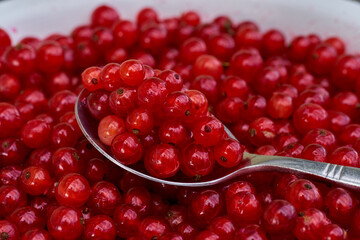 Red currant on green grass background in white cup, on the spoon