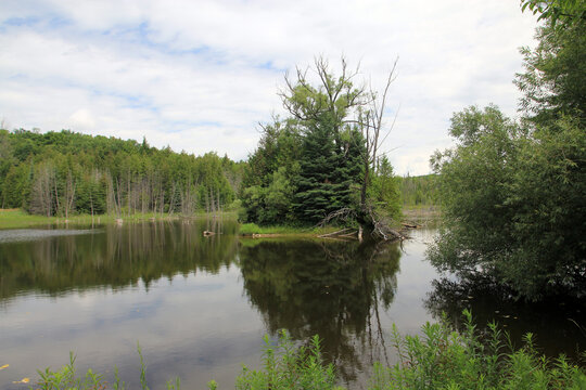 Summer landscape with lake and trees