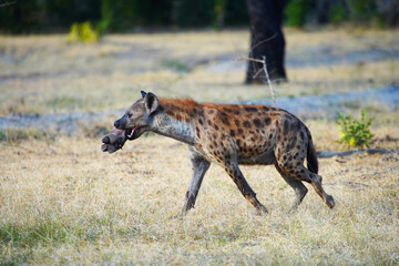 Hyena in Neyere National Park