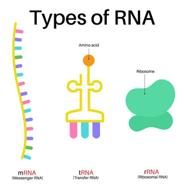 Basic types of RNA.