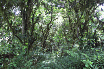 Dense forest of Tanzania National park