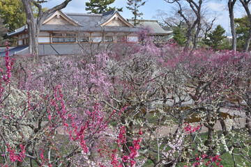 梅園の梅園と文道会館
