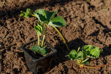 Top view plastic nursery pots unpotted strawberry seedlings, strong roots system, leaves, small young green fruits ready transplant, backyard garden raised bed compost, irrigation system, Texas. USA