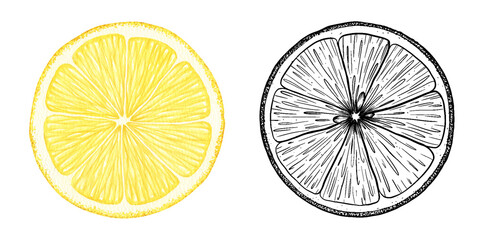 Set of lemon slices. Watercolor and sketch hand drawn isolated illustrations. Half tropical citrus fruit. Design for menu, package, cosmetic, textile, cards