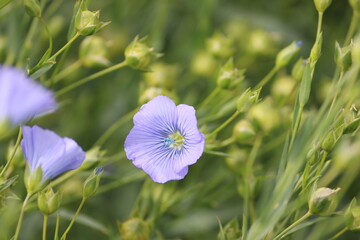 Sweden. Flax, also known as common flax or linseed, is a flowering plant, Linum usitatissimum, in the family Linaceae. 