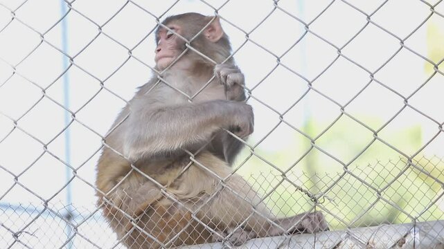 Close up monkey sitting in a cage. Pigtail Macaque monkey in cage for conservation. The monkey behind the wires looks sadly. Beautiful 4K Footage.