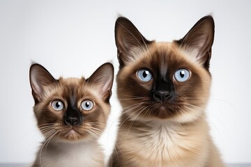 Siamese funny very cats of sitting isolated on white 