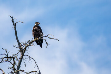 Bald Eagle (Haliaeetus leucocephalus) juvenile, in a blue sky background with copy space