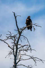 Bald Eagle (Haliaeetus leucocephalus) juvenile, in a blue sky background with copy space