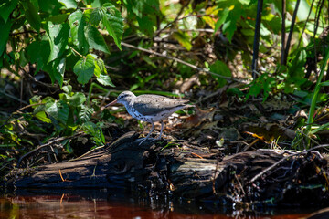Spotted Sandpiper (Actitis macularia) standing on a stump by a lake