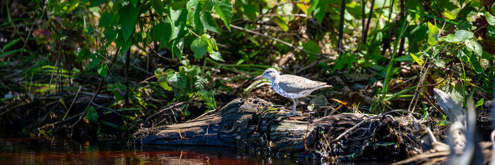 Spotted Sandpiper (Actitis macularia) standing on a stump by a lake