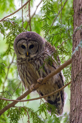 Barred Owl in tree
