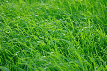 green grass background
