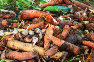 Organic vegetable waste on heap close-up. Rotten carrots are thrown into the compost. Environmentally responsible behavior, ecological, unsustainable agriculture, recycling waste concept.