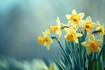 Yellow narcissus flowers blooming in a garden signaling the start of spring