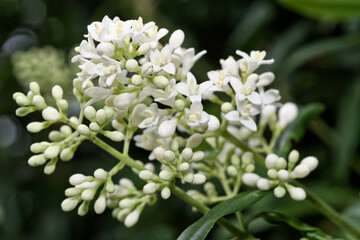 A detailed view of privet hedge in bloom against green leaves