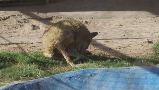 Spotted Hyena. A sleeping spotted hyena in the zoo. Arabian wolf resting in the heat, Pakistan. Portrait of a cute Spotted hyena. A wolf scratching its head with his leg. Beautiful Footage.