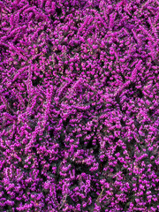 Obraz premium background of flowers