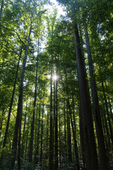 Sun Shining through Tall Pine Tree Forest