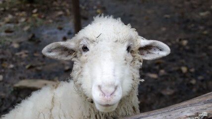 Close-Up of a White Sheep with Fluffy Wool Standing in a Muddy Pen on a Farm