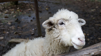 Close-Up of a White Sheep with Fluffy Wool Standing in a Muddy Pen on a Farm